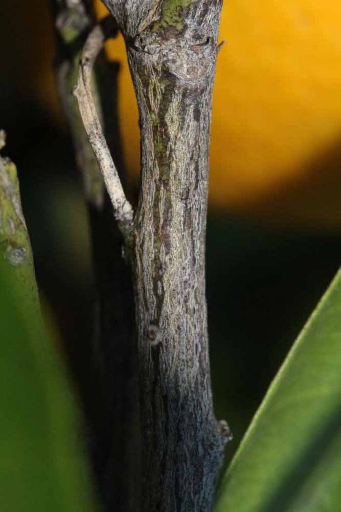            Second - third year twig (Jaffa, Riverside, CA)   